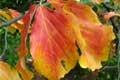 parrotia