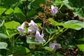 paulownia