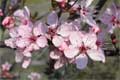 prunus