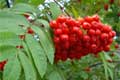 sorbus