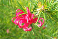 grevillea