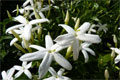 jasminum