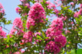 lagerstroemia