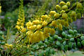 mahonia