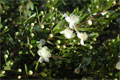 myrtus