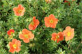 potentilla